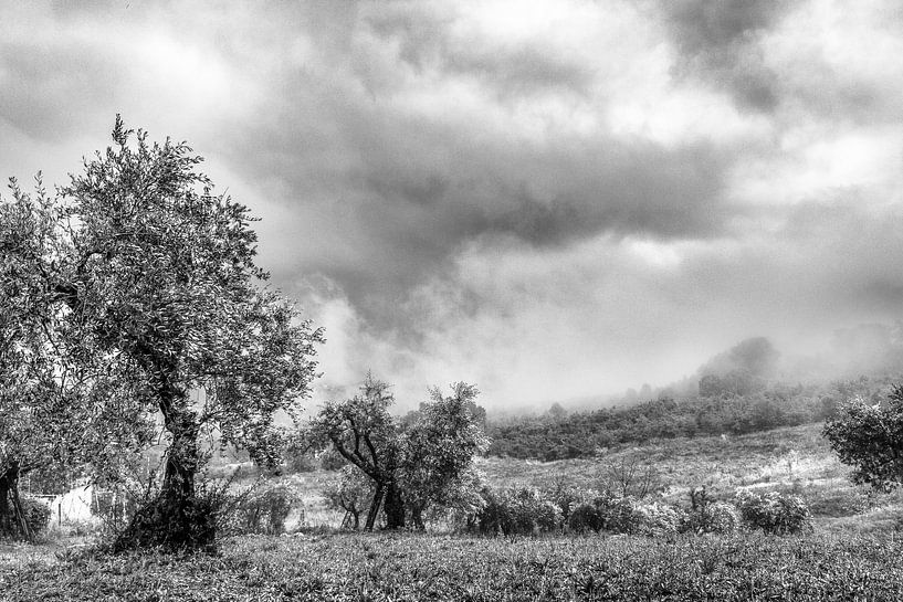 Olijfbomen in Abruzzo par Ron van Ewijk