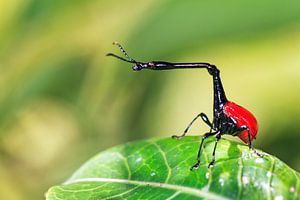 Malagassische Girafkever sur Dennis van de Water