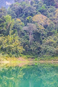Dschungel am Wasser Khao sok, Thailand von Andrew van der Beek