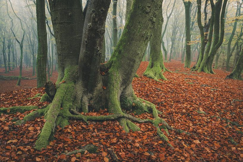 Speulderbos [Mistige Herfstochtend] van rosstek ®