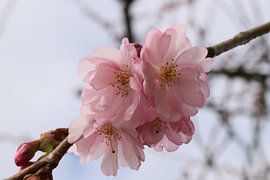 Bloesem by t de bruin