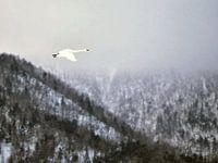 Pure white