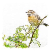 Schwarzkehlchen weiblich (Aquarell)