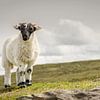Proud sheep standing on a hill in Scotland by Michel Seelen