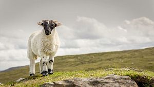 Proud sheep standing on a hill in Scotland sur Michel Seelen