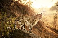 weiblicher Leopard bei Sonnenuntergang
