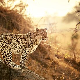 weiblicher Leopard bei Sonnenuntergang von Jürgen Ritterbach