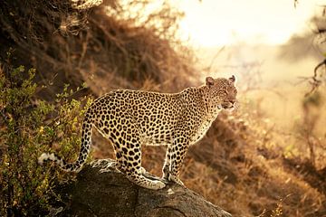  vrouwelijke luipaard bij zonsondergang van Jürgen Ritterbach