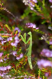 Gottesanbeterin von Thomas Jäger