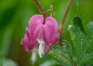 Asiatische blutende Herzblume Makrofotografie nach Regen