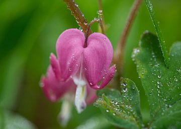 Aziatische bloedend hart bloem macrofoto na regen van Iris Holzer Richardson