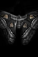Papillon avec une touche d'or
