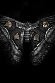 Papillon avec une touche d'or