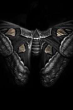 Vlinder met een vleugje goud