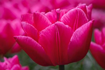 Roze Tulp sur Karin Tebes