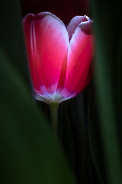 Red Tulip by Jefra Creations