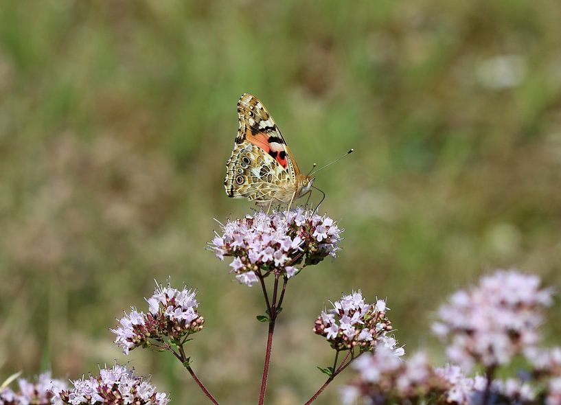 Papillon de chardon par Matthias Brix