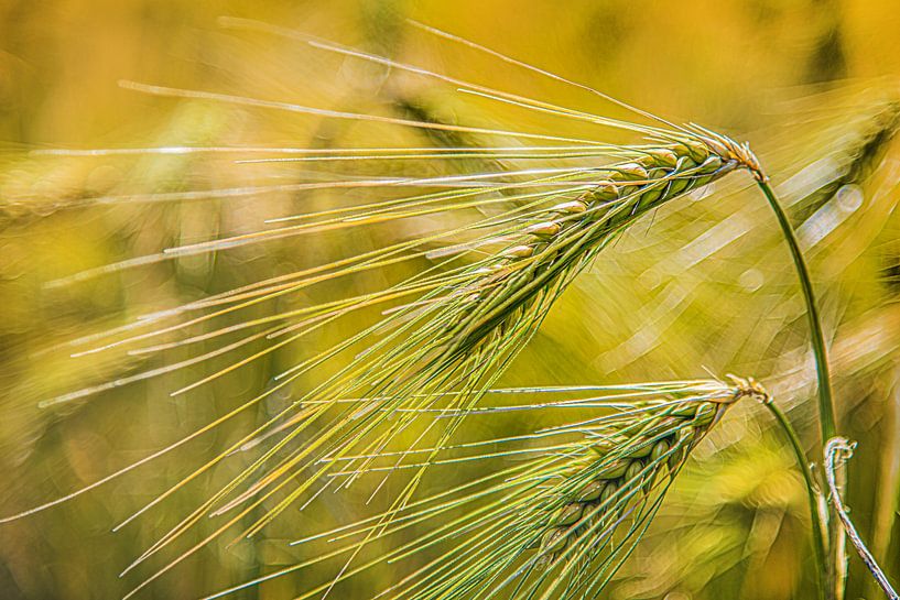 Details of a grain field in the province of Friesland by Harrie Muis