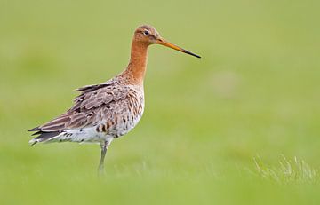 Grutto in het gras van Menno Schaefer