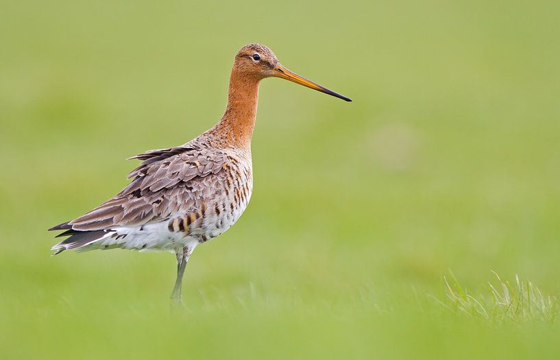 Grutto in het gras van Menno Schaefer