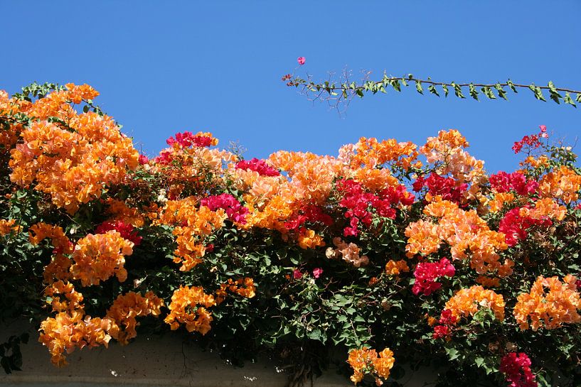 Blumen von Anouk Davidse