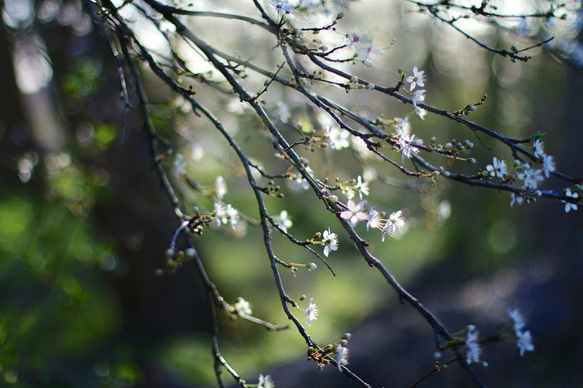 Frühlingsblüte von Marianna Pobedimova