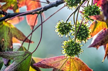 Die Farben eines Amberbaums