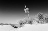 Monochrome Impressies - White Sands National Monument van Melanie Viola thumbnail