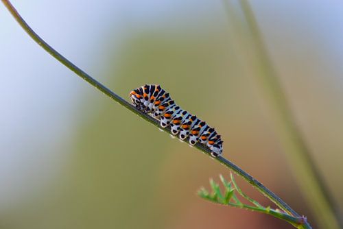 Queen's pagerups on plant.