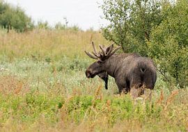 Moose by Corrie Post
