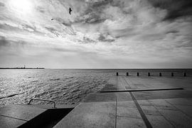 The birds by Maarten De Wispelaere