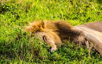 Leeuw in het lange gras van Stijn Cleynhens thumbnail