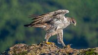 Habichtsadler auf Felsen