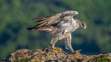 Hawk eagle on rocks by Hans Hut