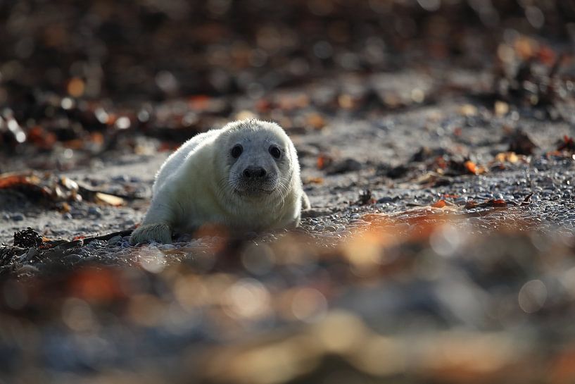 Grey Seal Howler Helgoland Island Germany by Frank Fichtmüller