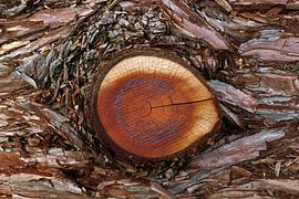 Jahresringe von Norman Krauß