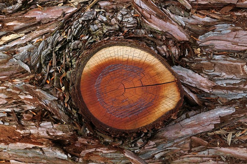 Jaarringen van Norman Krauß