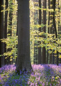 Hallerbos