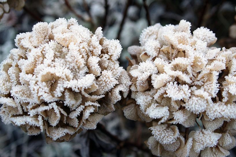 Hortensia congelé par Inge Hogenbijl
