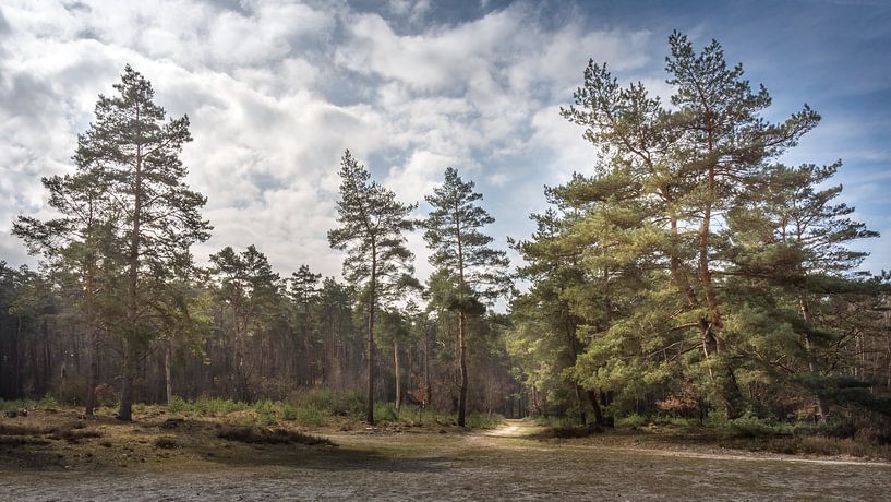Waldweg in der Brunssummerheide von John van de Gazelle fotografie
