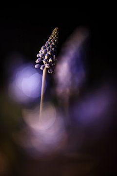 Gorgeous Grape hyacinth by Bob Daalder