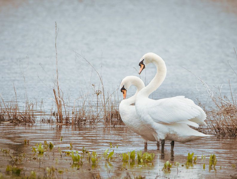 swans synchronous by natascha verbij