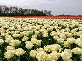 White and red tulips by Yvon van der Wijk