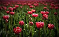 pink tulips by peter meier thumbnail