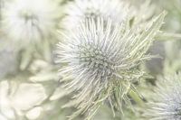 A Touch of Serenity1. Close-up