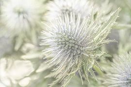 A Touch of Serenity 1. Natuur Close-ups. Wild Wonder. van Alie Ekkelenkamp
