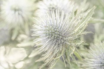 Ein Hauch von Gelassenheit1. Nahaufnahme