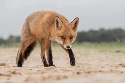 Le renard à la chasse au trésor