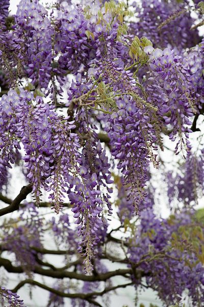 De Koninklijke Serres by marijke servaes