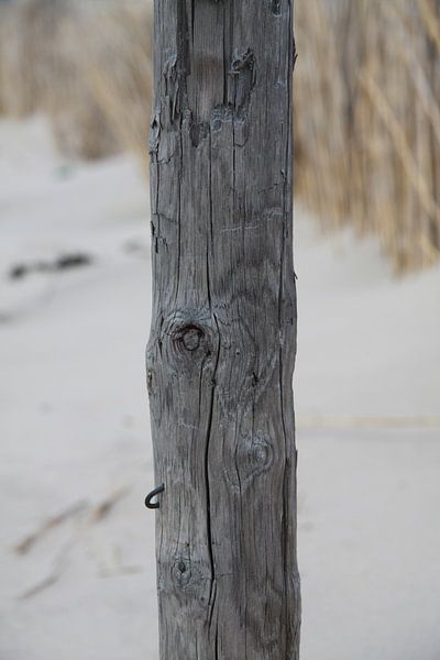 hout in het zand by Spijks PhotoGraphics